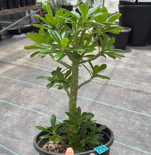 Sale 5cm rare cacti - sale,