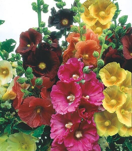 Hollyhock alcea rosea - hollyhock,