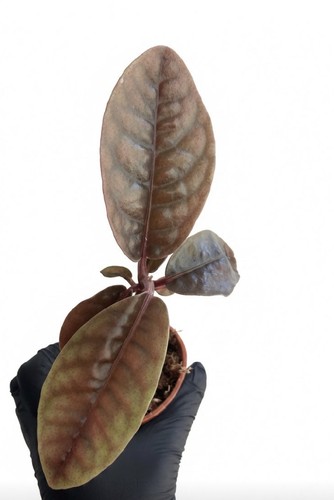 Labisia dino rare - sp,