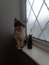 babbacombe pottery cat