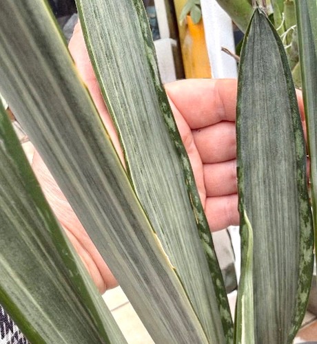 Rare snake plant - rare, 🌱