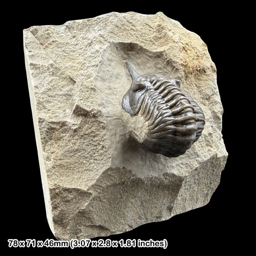 Rare morocconites malladoides - morocconites,