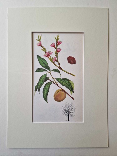 Matousova peach mounted - peach,