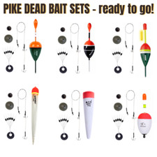 Dead bait pike zander - zander, perch
