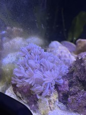 Pulsing Xenia Soft Coral Frag