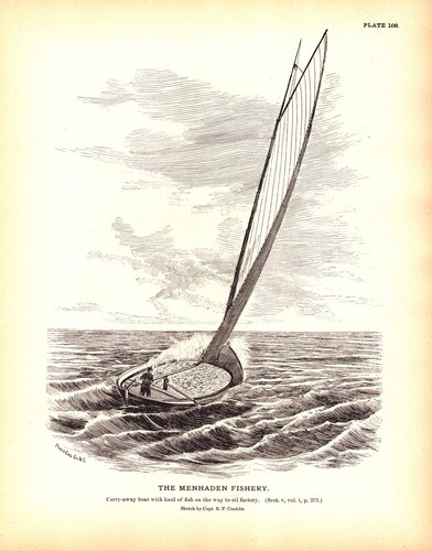 The menhaden fishery - menhaden,