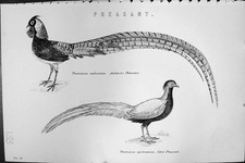 Old Pheasant Birds Amherst