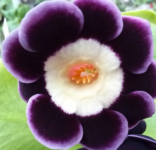 Primula auricula avril - avril, hunter