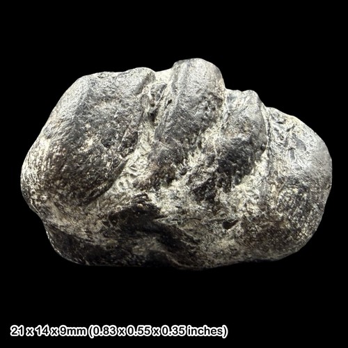 Ichthyosaur jaw fossil - ichthyosaur,