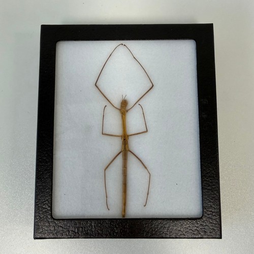 Framed preserved walking stick - framed,