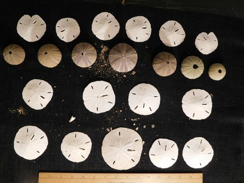 Lot 22 round sea - lot,