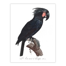 Black Palm Cockatoo Parrot