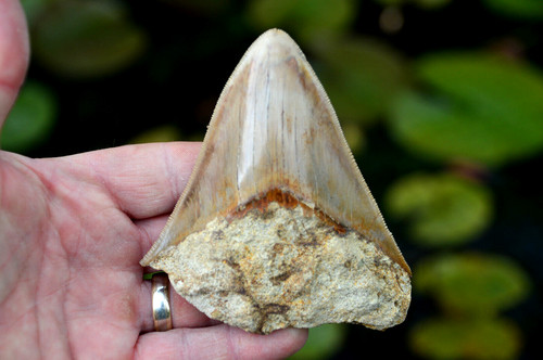 Mega megalodon shark tooth - megalodon,