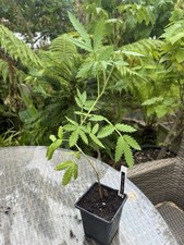 MELIANTHUS COMOSUS - 1 x 9cm pot plant - honeyflower, tropical exotic style (C)