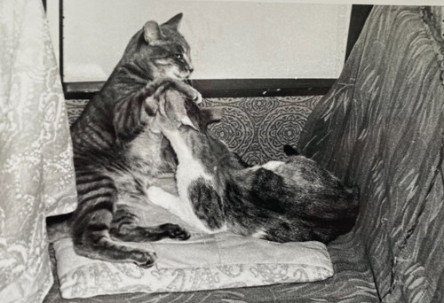 Snapshot beautiful cat kittens - cat,