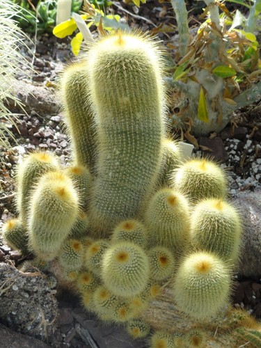 Parodia leninghausii seeds - leninghausii, 25