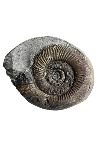 Double dactylioceras - double, sp