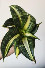 Sansevieria Spiral Star