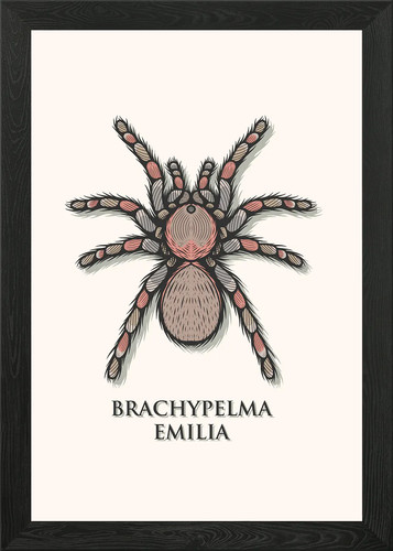 Red legged tarantula - red,