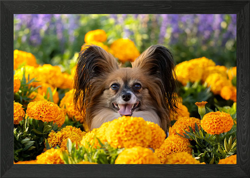 Papillon dog marigolds - in,