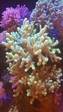 Marine coral