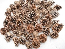 job lot of 100 pine cones