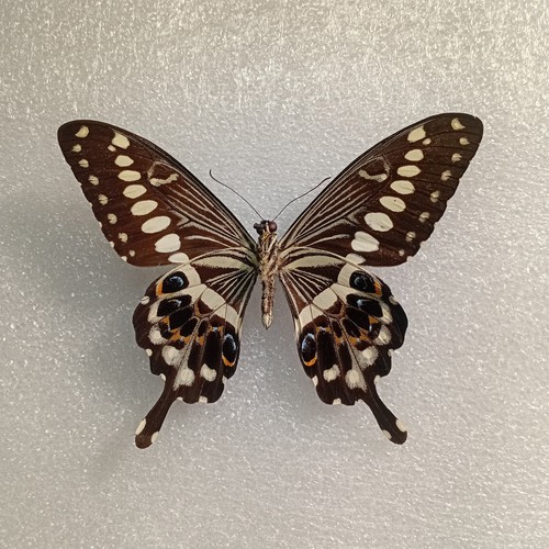 Papilio lormieri central - papilio,