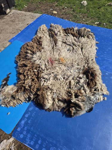 Raw unwashed rare sheep fleece - unwashed,
