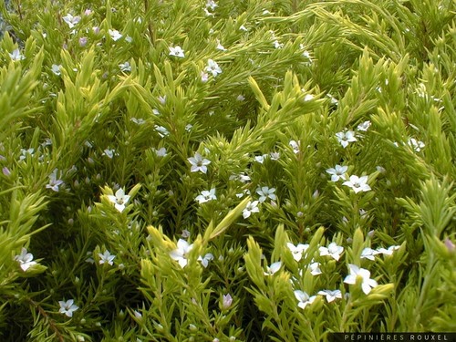 Diosma sunst - diosma,
