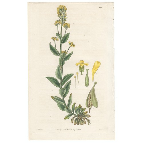 Curtis botanical magazine - botanical,