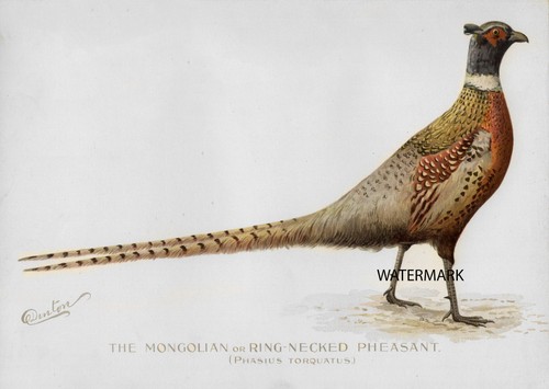 Denton 1897 mongolian or - s,