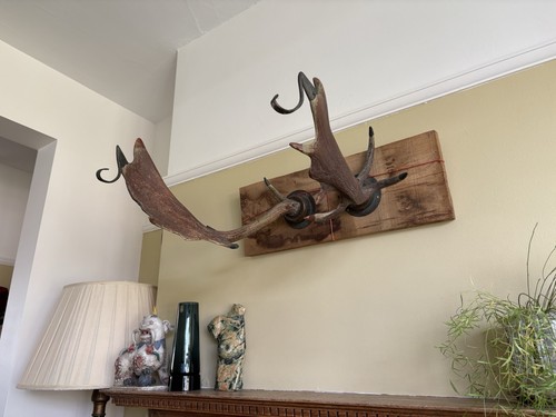 Antique victorian deer antler - deer,