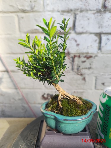 Mini boxwood bonsai - boxwood,
