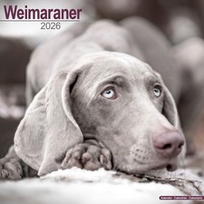 Weimaraner Calendar 2026