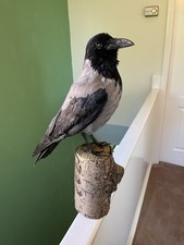 Taxidermy hooded crow - taxidermy, is