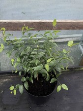 Halleria lucida - Tree Fuchsia