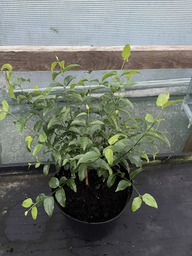Halleria lucida tree fuchsia - halleria,
