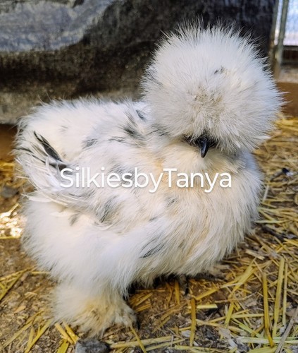 Fertile silkie chicken - fertile,