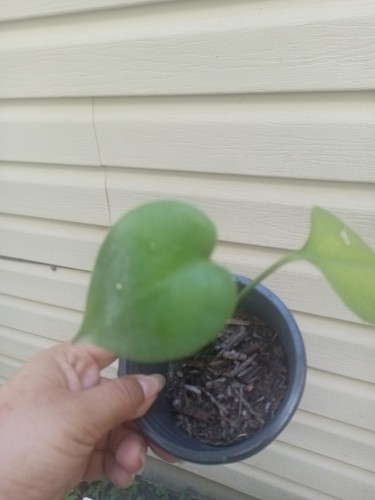 Monstera deliciosa swiss - deliciosa, ,swiss