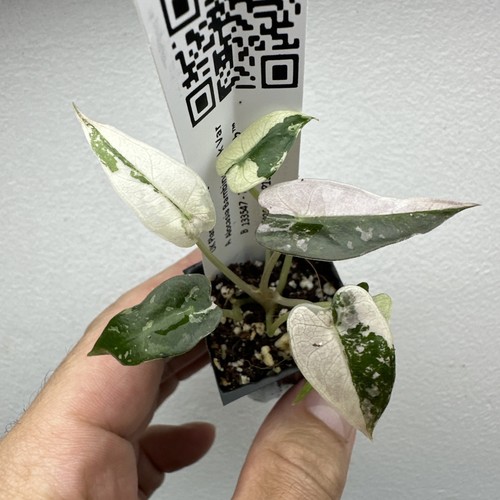 Alocasia bambino pink - bambino,