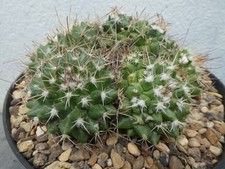 MAMMILLARIA COMPRESSA, shown