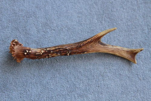 Naturally shed wild roe deer - shed,