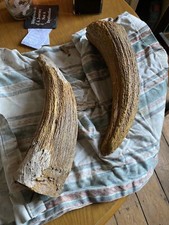 Fossilised bison horn x2