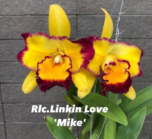Rare cattleya rlc linkin - rare, cattleya/rlc.