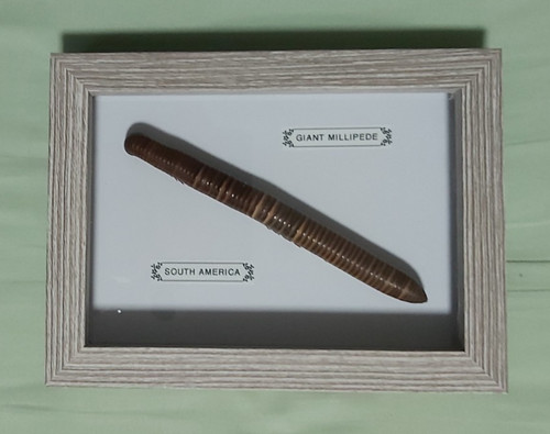 Taxidermy real giant - real, millipede