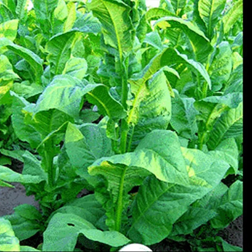 Cherry red tobacco - cherry,