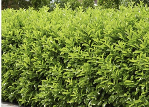 Healthy cherry laurel prunus - healthy,