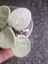 Hoya MATHILDE GREY FAIRY 2