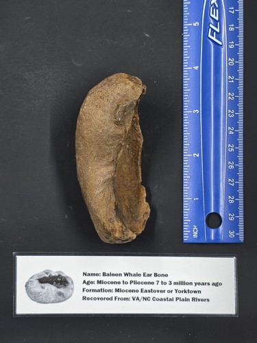 Whale ear bone - ear, fossil