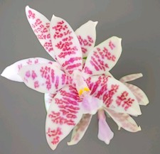 FRAGRANT Phalaenopsis